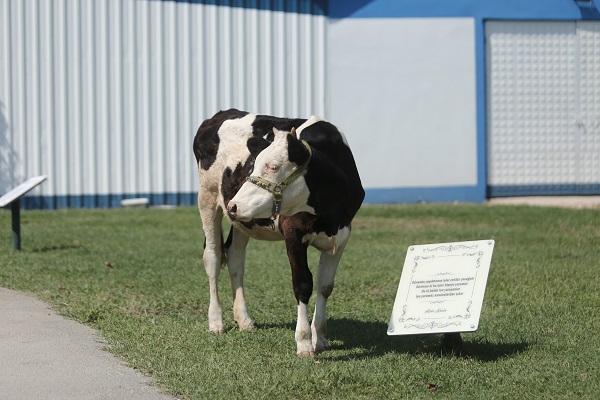 Emekli hayvanlar böyle dinleniyor