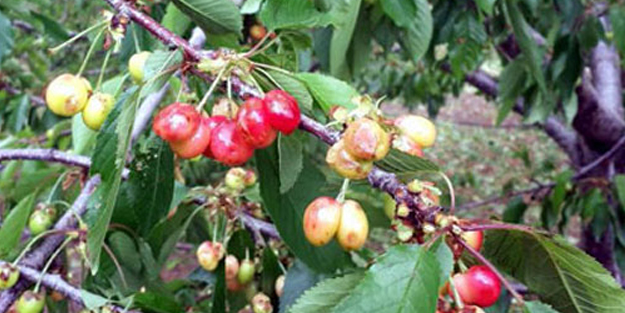 Emekli imam gelecek nesil için doğadaki meyve ağaçlarını aşılıyor