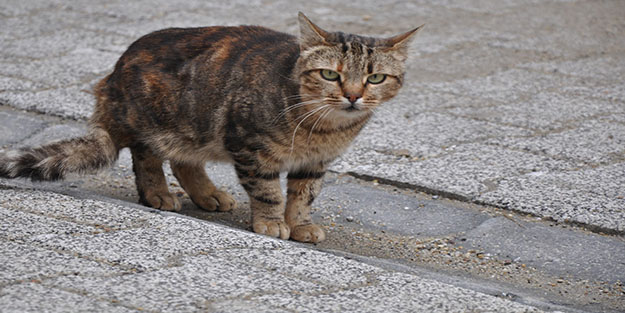 Emekli maaşını kedilere harcıyor