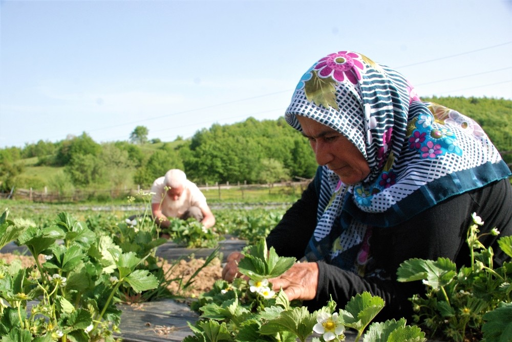 Emekli öğretmen çiftin toprak aşkı 