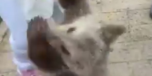 Emel Müftüoğlu'na ayı saldırdı! O anlar kameralara yansıdı