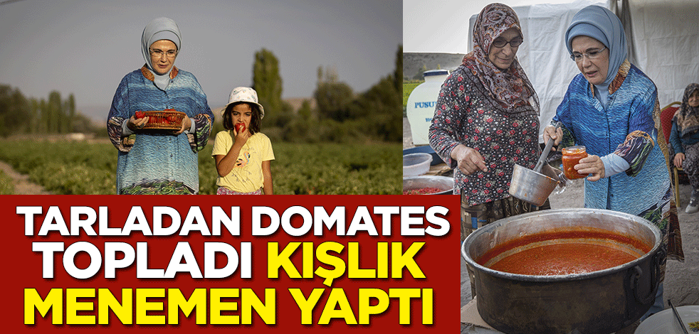 Emine Erdoğan, tarladan domates topladı, kışlık menemen yaptı