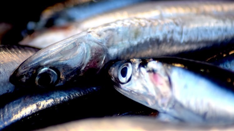 En az 2 yıl av yasağı istiyorlar!