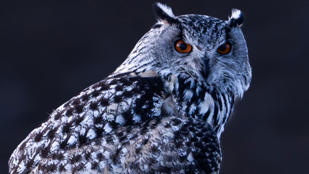 En büyük kuş türlerinden! Gecenin sessiz baykuşu Sivas’ta objektife takıldı