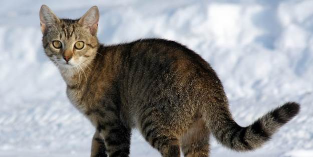 En çok kedi öldüren çocuğa ödül verilen yarışmaya...