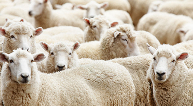 En çok koyun etinin fiyatı zamlandı