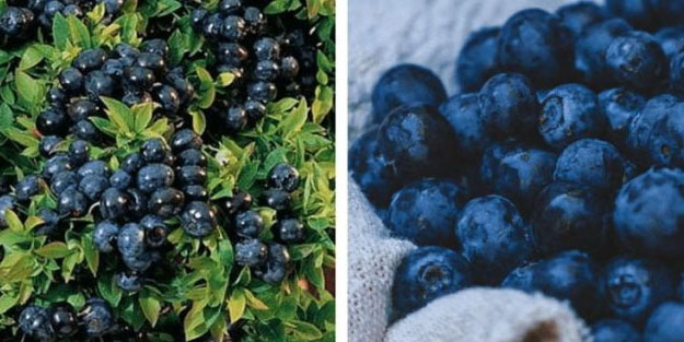 En doğal yaban mersinini evinizde yetiştirin! Faydaları saymakla bitmiyor! Bol bol tüketin!