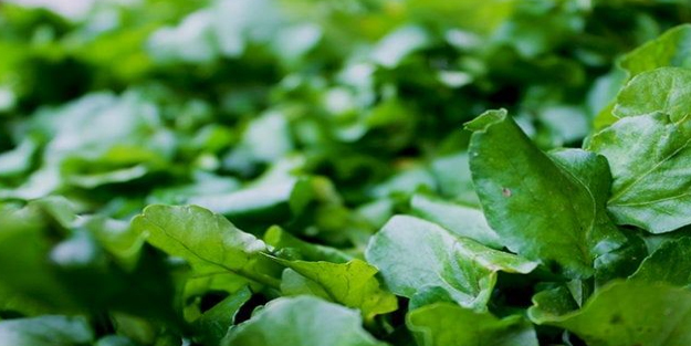 En faydalı sebze seçildi! Bundan daha nitelikli bir gıda yok! Nedir, ne işe yarar, nasıl kullanılır?