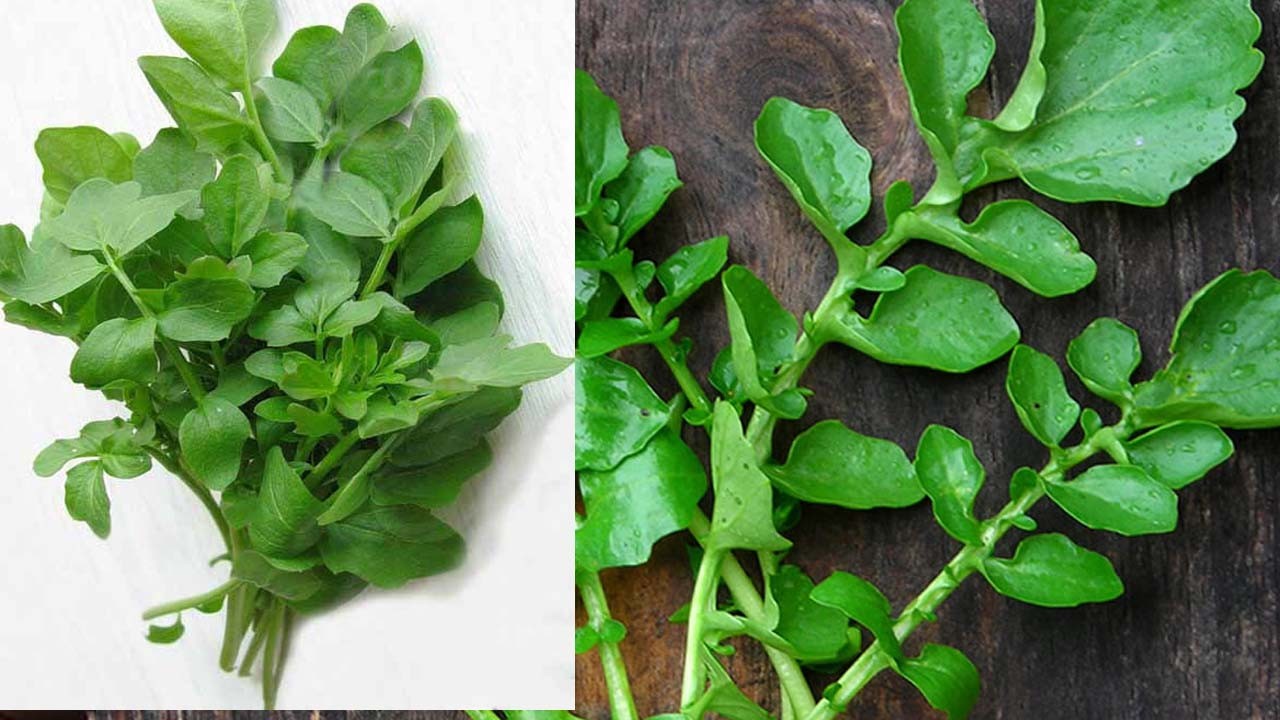 En faydalı sebze seçildi: Kansere kalkan oluyor! Hemen bunu yapın!