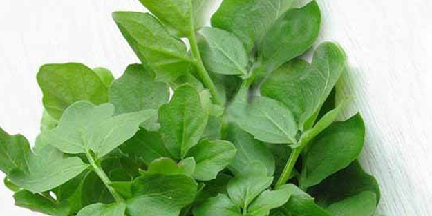 En faydalı sebze seçildi! Şaşkına çeviren olay: Hastalıklar yok oldu, bakın faydaları say say bitmiyor!