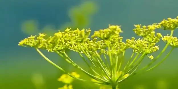 En çok çay olarak tüketiliyor: Rezene otunun faydaları nelerdir?