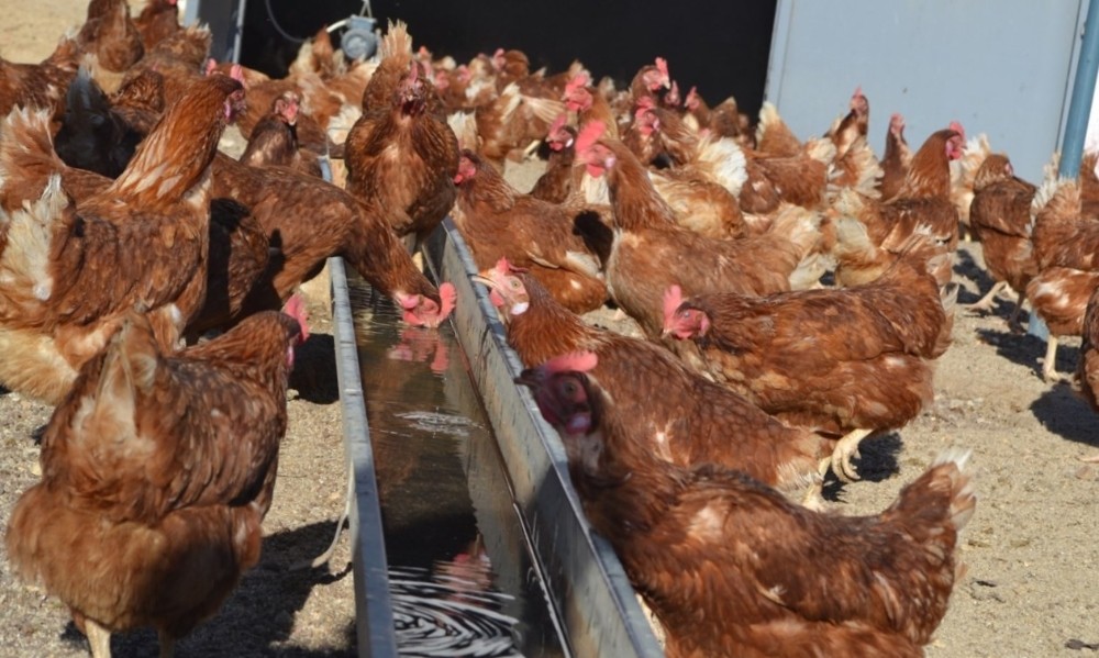 En fazla kümes hayvanı Manisa’da 