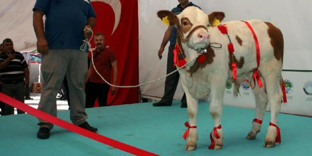 En güzel buzağı ve malaklar jüri önüne çıktı