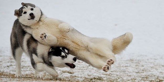 En güzel fotoğrafları ustalıkla bozan muzip köpekler