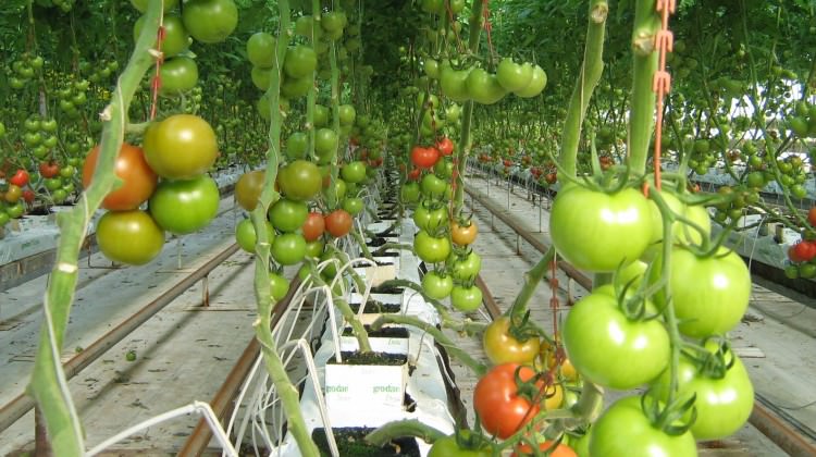 En önemli sebep o demişti! Harekete geçildi