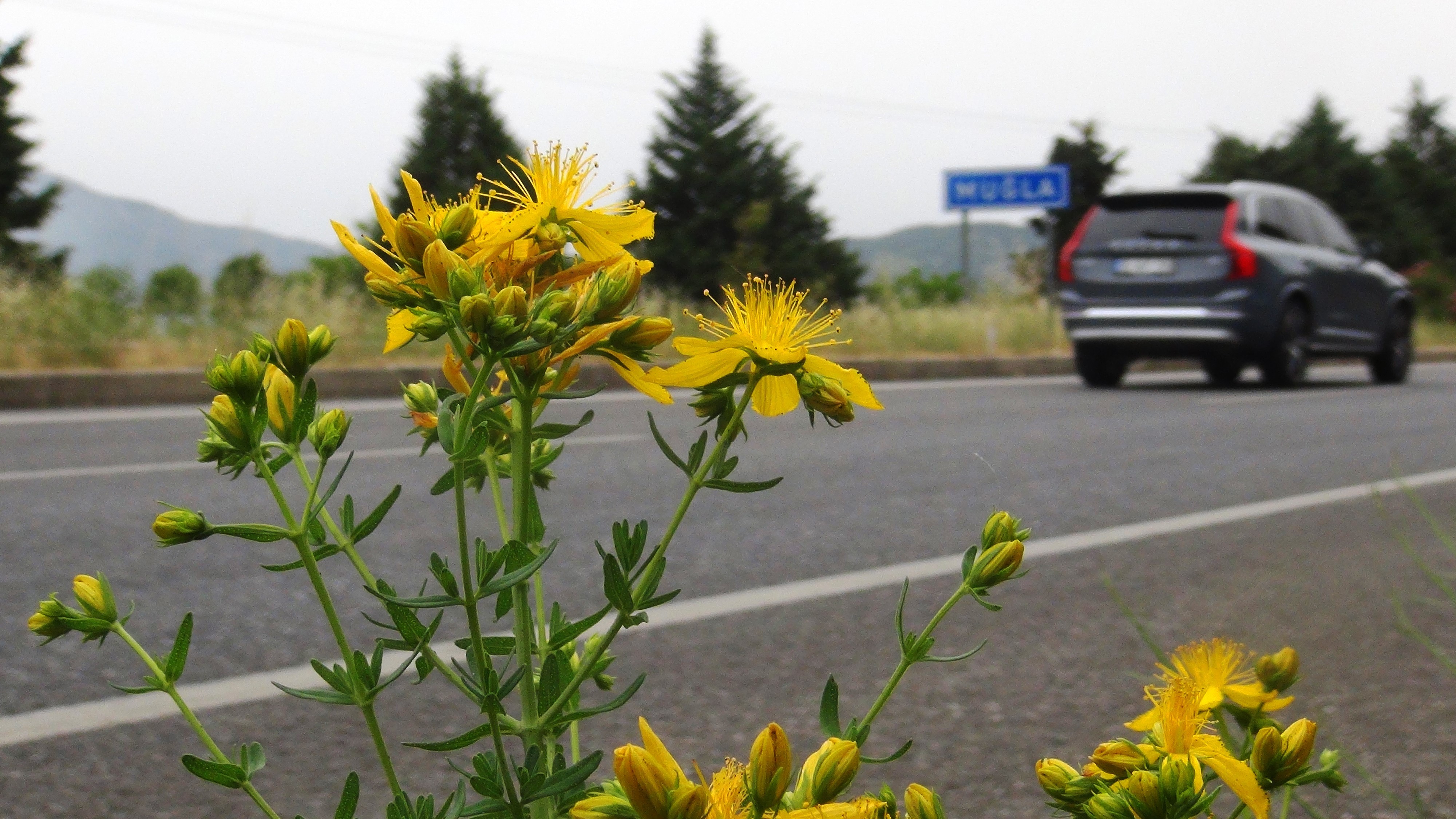 En şifalı bitkiyi açıklıyoruz! Nelere iyi gelmiyor ki! Dünyada en fazla alınıp satılan ve ihracatı yapılan bitki olarak öne çıkıyor!