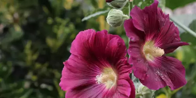 En şifalı hatmi çiçeği: Böyle bir tane daha yok! Aktarlarda kilosu 90 TL