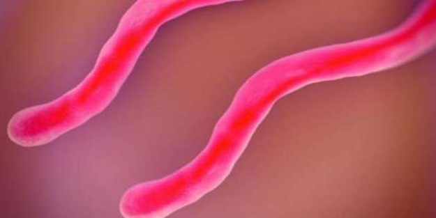 En sinsi bakteri: 350 hastalığı taklit edebiliyor