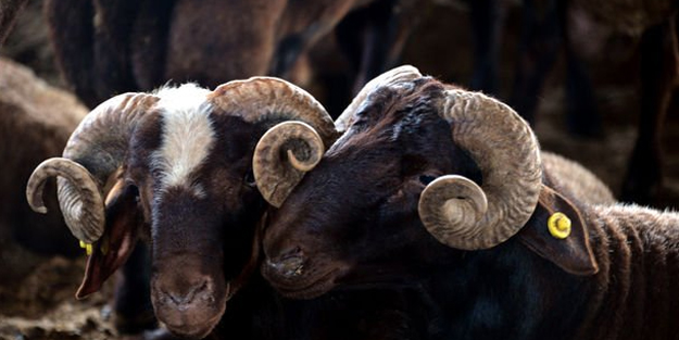 En ucuz kurbanlıklar hangi şehirde satılıyor? İşte detaylar