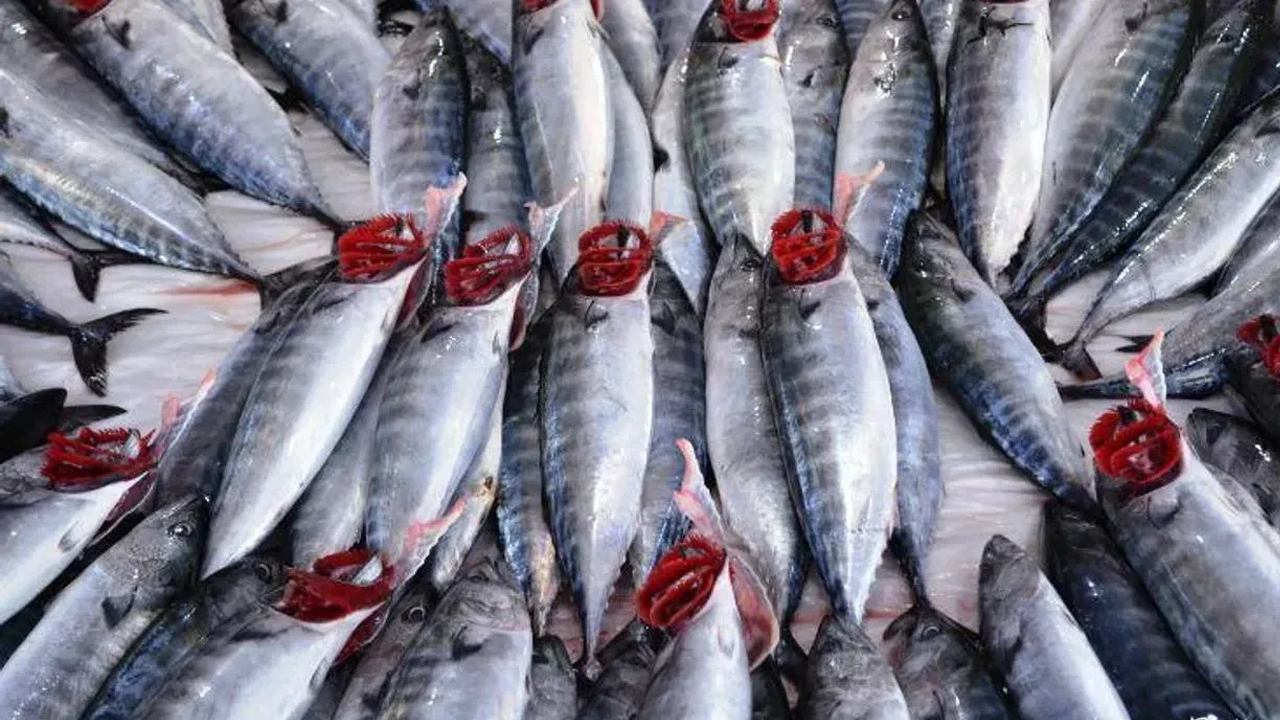 En ucuzuydu: Palamut sezonu sona eriyor!