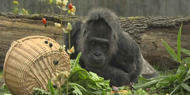 En yaşlı goril 66. yaşını kutladı