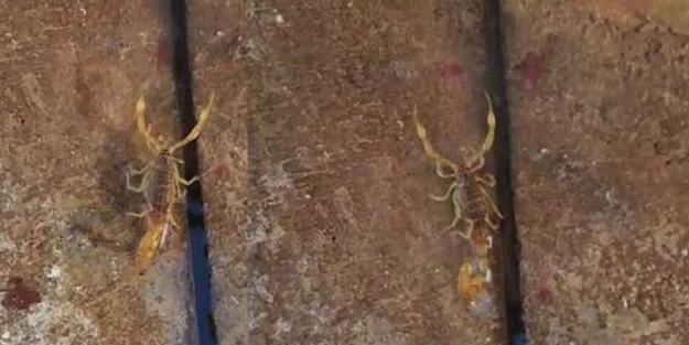 En zehirlisi o! Gaziantep'te görüntülendi