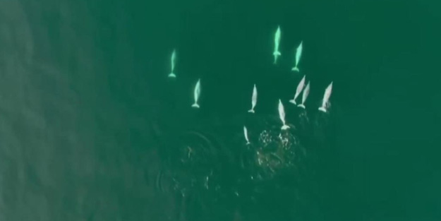 Ender rastlanıyor! Denizde böyle görsel şölen oluşturdular