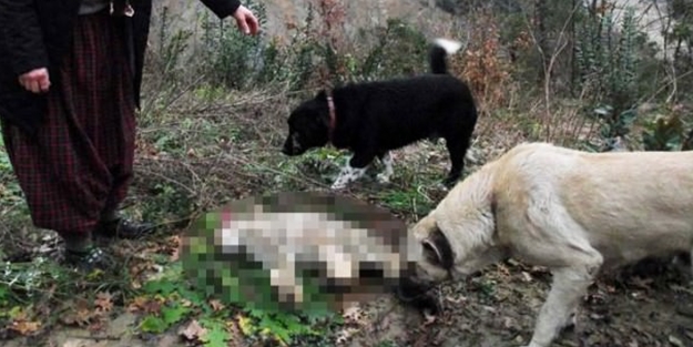 Ender rastlanıyordu ama bakın ne halde bulundu