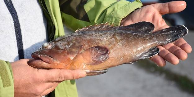 Endişelendiren gelişme! Karadeniz'de görüldü