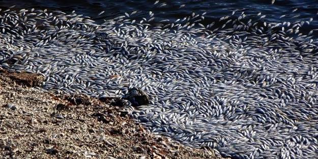 Endişelendiren görüntü! Harekete geçildi
