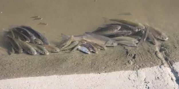 Endişelendiren olay! Nedeni belli oldu