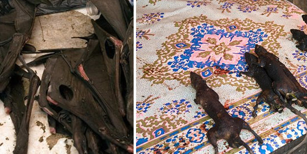 Endonezya’da şok olay! Koronavirüs sonrası ilgi arttı