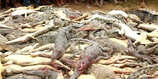Endonezya'da toplu timsah katliamı! Pala ve baltalarla öldürdüler!