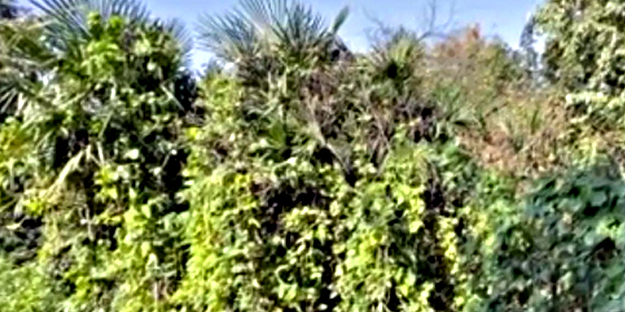 Endonezya'dan tohum getirdi! Türkiye'de bahçesinde yetişiyor! Kendi küçük ama inanılmaz yoğun gelen talep var!