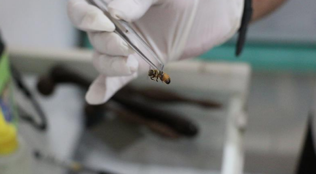 Endonezyalılar bağışıklık sistemini arı zehri ile güçlendiriyorlar