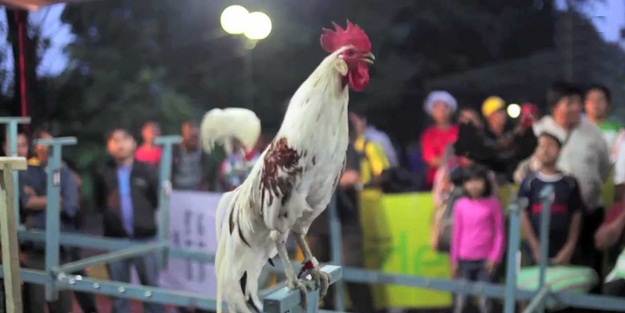 Bu horozlar gülüyor