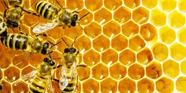 Enerji için bal tüketin