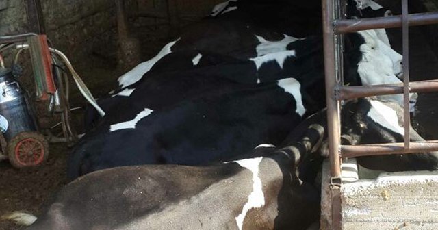 Enerji kaçağı 18 ineği telef etti