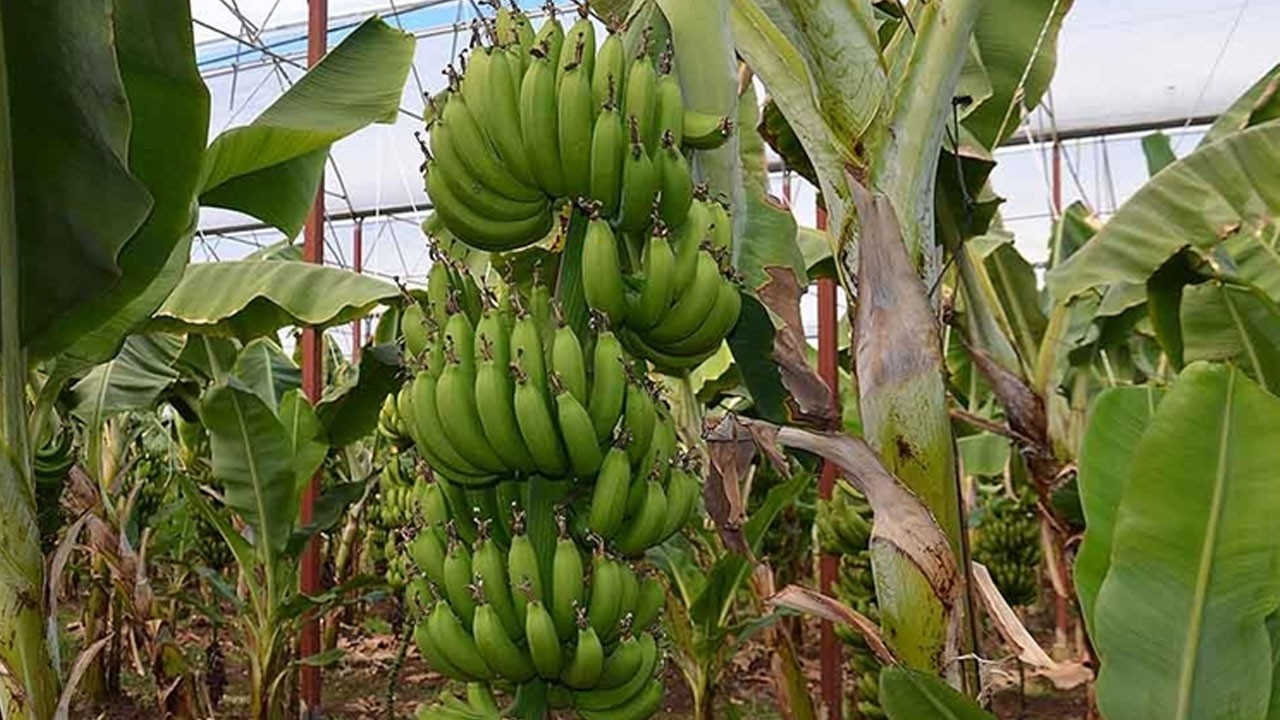 Muz üzerine serpin! Metabolizmayı anında çalıştırıyor! Ömrü uzatıyor