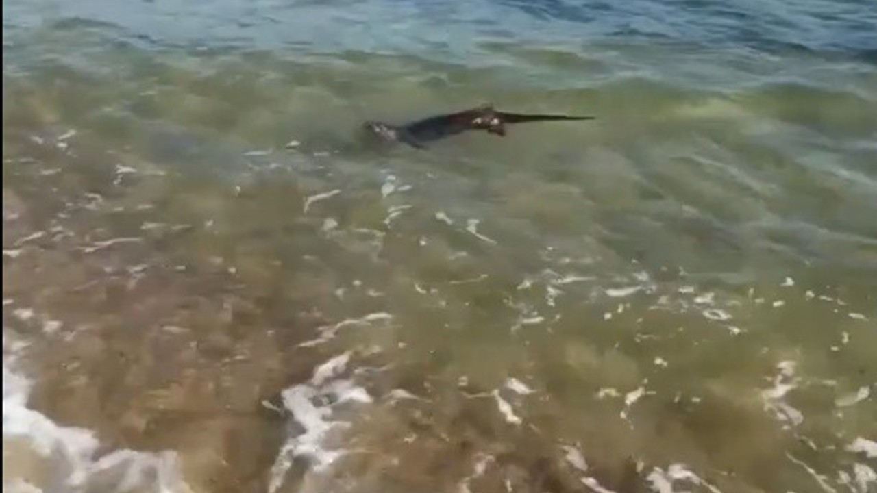 Enez sahilinde nadir görülen misafir