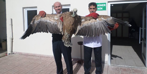 Enfeksiyon kapan akbaba tedavi edildi