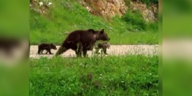 Engelli ayı ile 2 yavrusu 1 yıl sonra yeniden görüntülendi