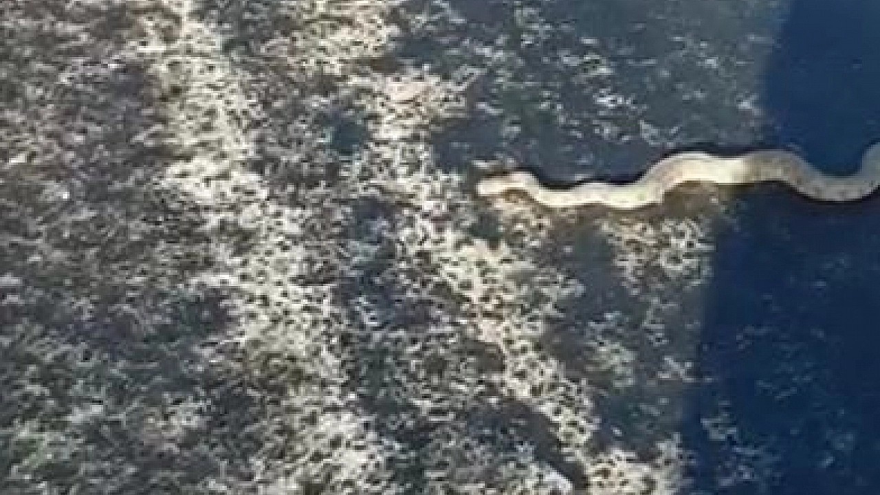 Engerek yılanı şehre inip yürüyüş yolunda süründü