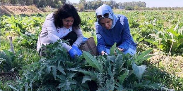 Enginar mücadeleye devam ediyor
