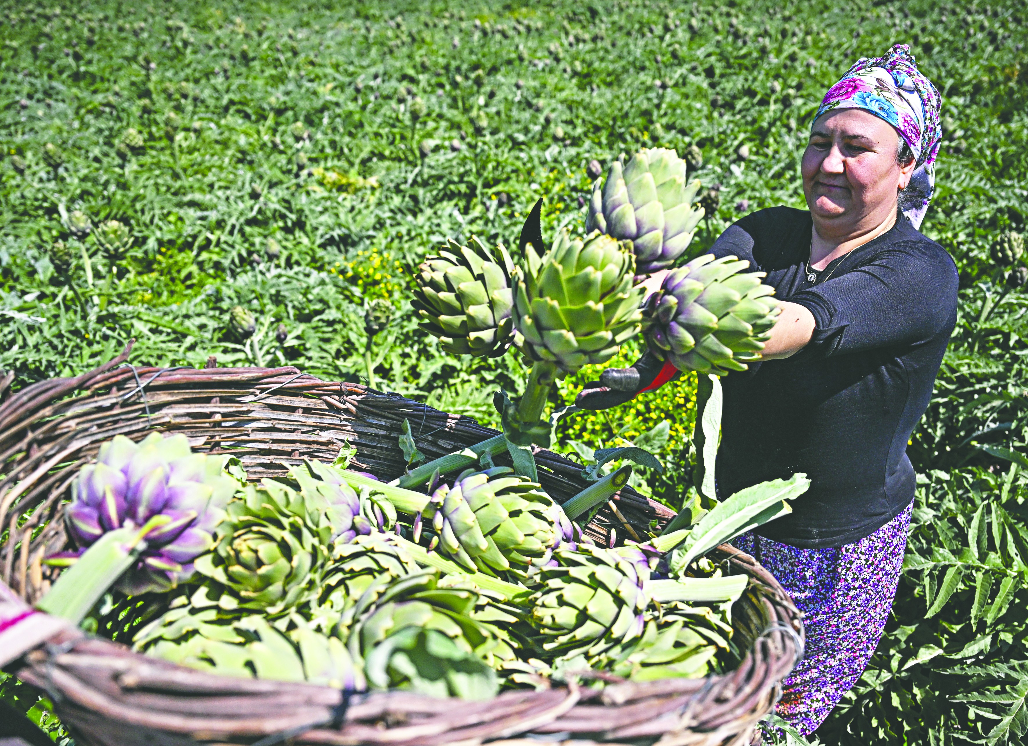 Enginarın üretim üssü İzmir’de üreticinin hasat mesaisi arttı