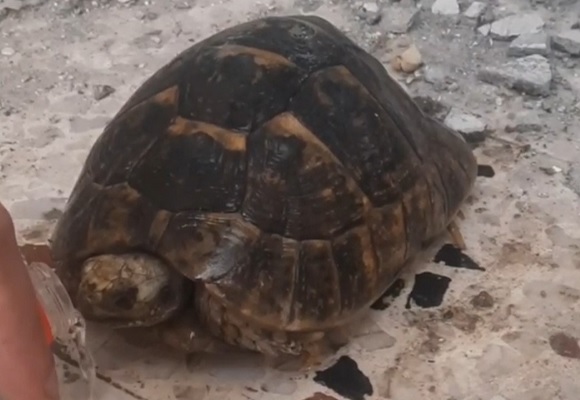 Enkazdan canlı kurtarıldı