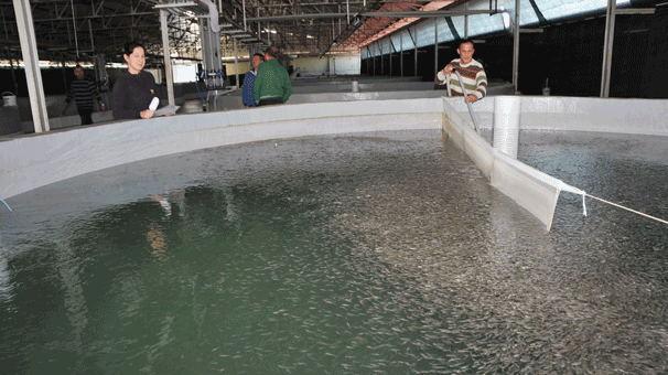 Enstitüde 15 milyon yavru balık üretilecek