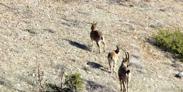Envanter çalışmasında yaban keçisi sayısında artış olan il