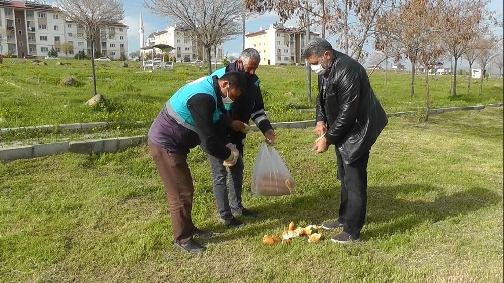 Erciş Belediyesinden sokak hayvanlarına yem desteği 