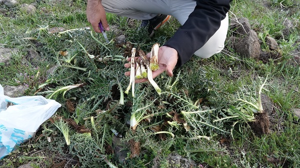 Erciş'te kenger mesaisi başladı!